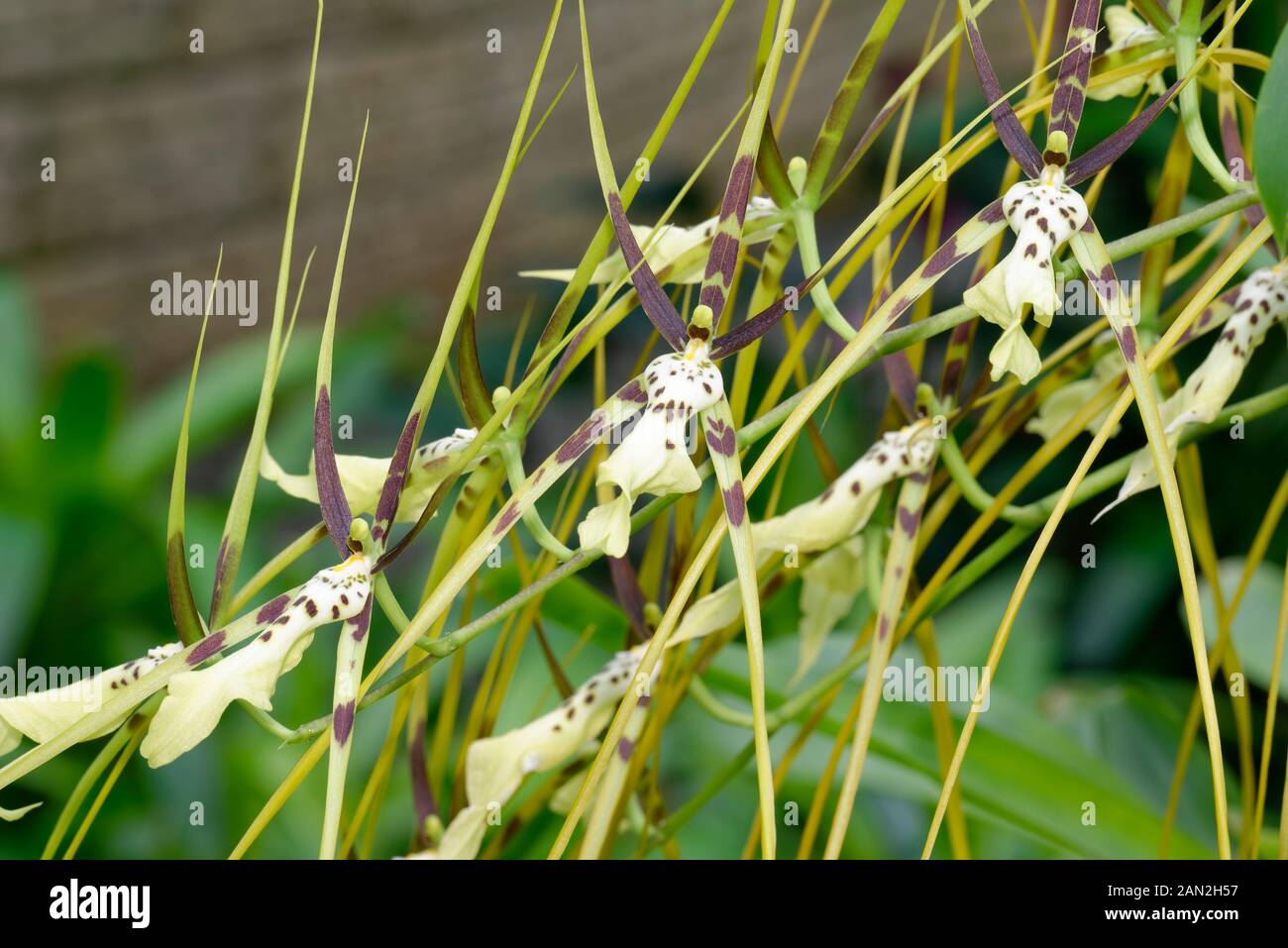 Brassia Hybrid Orchid - Brassia hybrid Edvah Loo  'Vera Cruz' Stock Photo