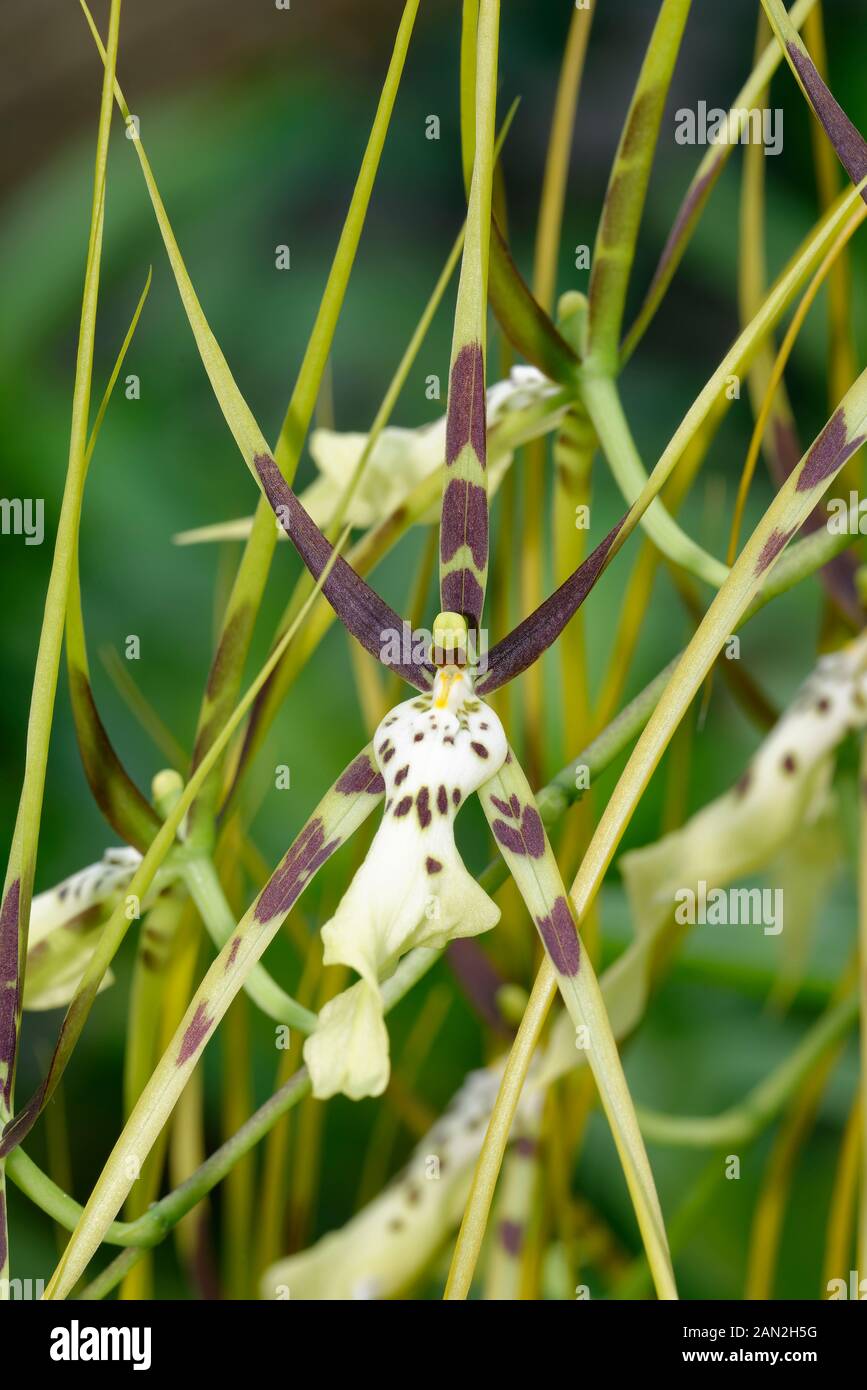 Brassia Hybrid Orchid - Brassia hybrid Edvah Loo  'Vera Cruz' Stock Photo