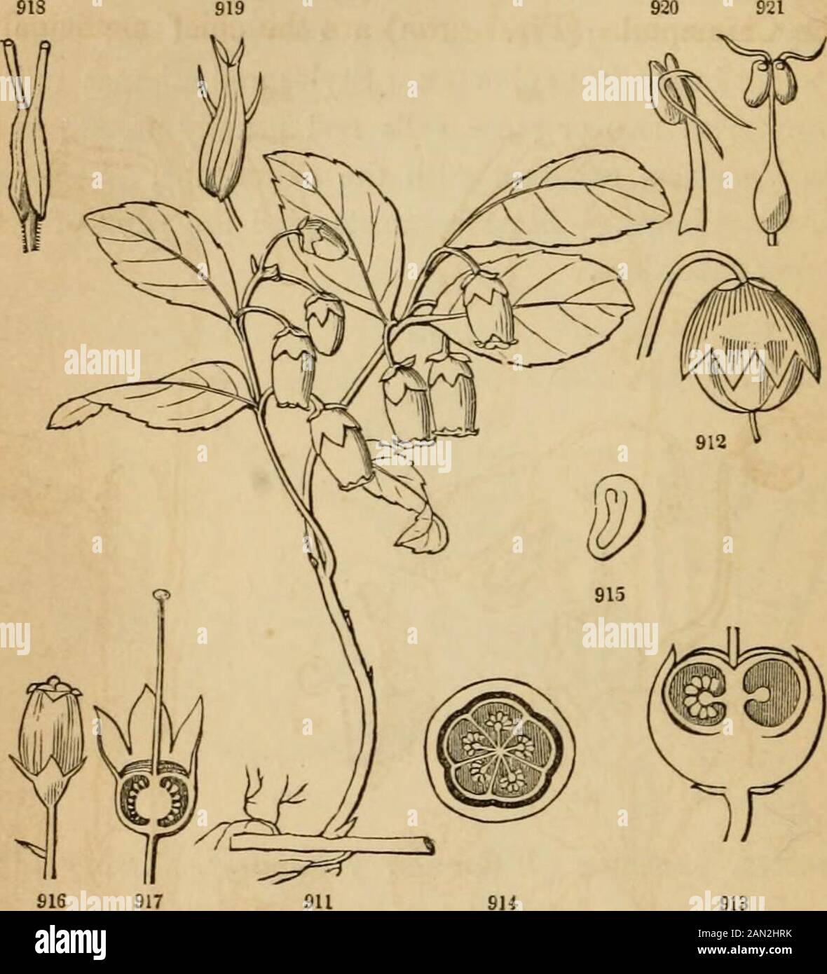 Introduction to structural and systematic botany, and vegetable physiology, : being a 5th and revedof the Botanical text-book, illustrated with over thirteen hundred woodcuts . ry). 853. Subortl. Elicinese (True Heath Family). Ovary free fromthe calyx. Fruit capsular, sometimes baccate or drupaceous.Mostly shrubs. Leaves various, often evergreen. Petals rarelydistinct. — Ex. Erica (Heath), Kalmia, Rhododendron, Gaultheria,Andromeda, &c. FIG. 907. Branch of Rhododendron Lapponicum. 908. Enlarged flower, with its pedicel andbracts. 909. A flower with the corolla removed, more enlarged. 910. The Stock Photo
