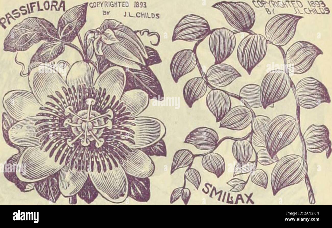 Childs' rare flowers, vegetables & fruits for 1895 . omers,flowering for ten or twelve months at a time, withouta days intermission. Flowers in umbels well abovethe foliage, white, tinged with pale lilac. Quite unlike other Primulas, being a distinct species 20 Japonica. A perennial sort; hardy with protection.Flowers arranged in whorls along an upright stem,and very beautiful; mixed colors; seed slow to grow.. 10 Per pkt. Auricula. Hardy garden jjcrennials and oneoftheveryfirst flowers to bloom in spring, the buds showingwhen less than an inch high ; bloom a long time 10 Cortusoides. Another Stock Photo