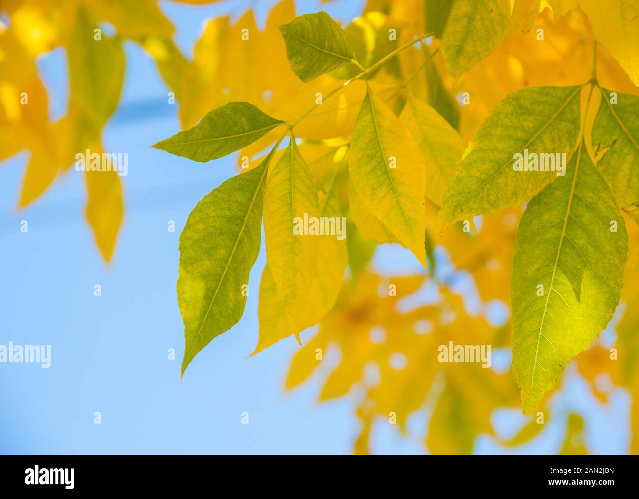 Bosque Caducifolio High Resolution Stock Photography and Images - Alamy