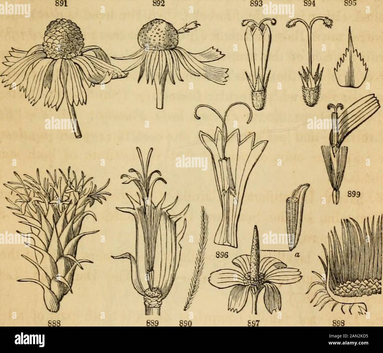 Introduction to structural and systematic botany, and vegetable physiology, : being a 5th and revedof the Botanical text-book, illustrated with over thirteen hundred woodcuts . re among the reputed remedies for the bitesof serpents; so are some species of Mikania in Central America.The juice of Silphium and of some Sunflowers is resinous. Theleaves of Solidago odora, which owe their pleasant anisate fragranceto a peculiar volatile oil, are infused as a substitute for tea. Fromthe seeds of Sunflower, and several other plants of the order, a blandoil is expressed. The tubers of Helianthus tubero Stock Photo
