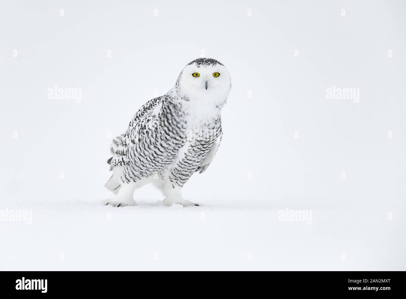 Snowy owl (Bubo scandiacus), Ontario, Canada Stock Photo
