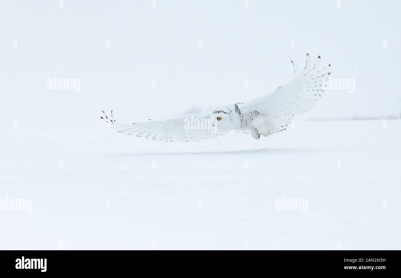 Snowy owl (Bubo scandiacus), Ontario, Canada Stock Photo - Alamy