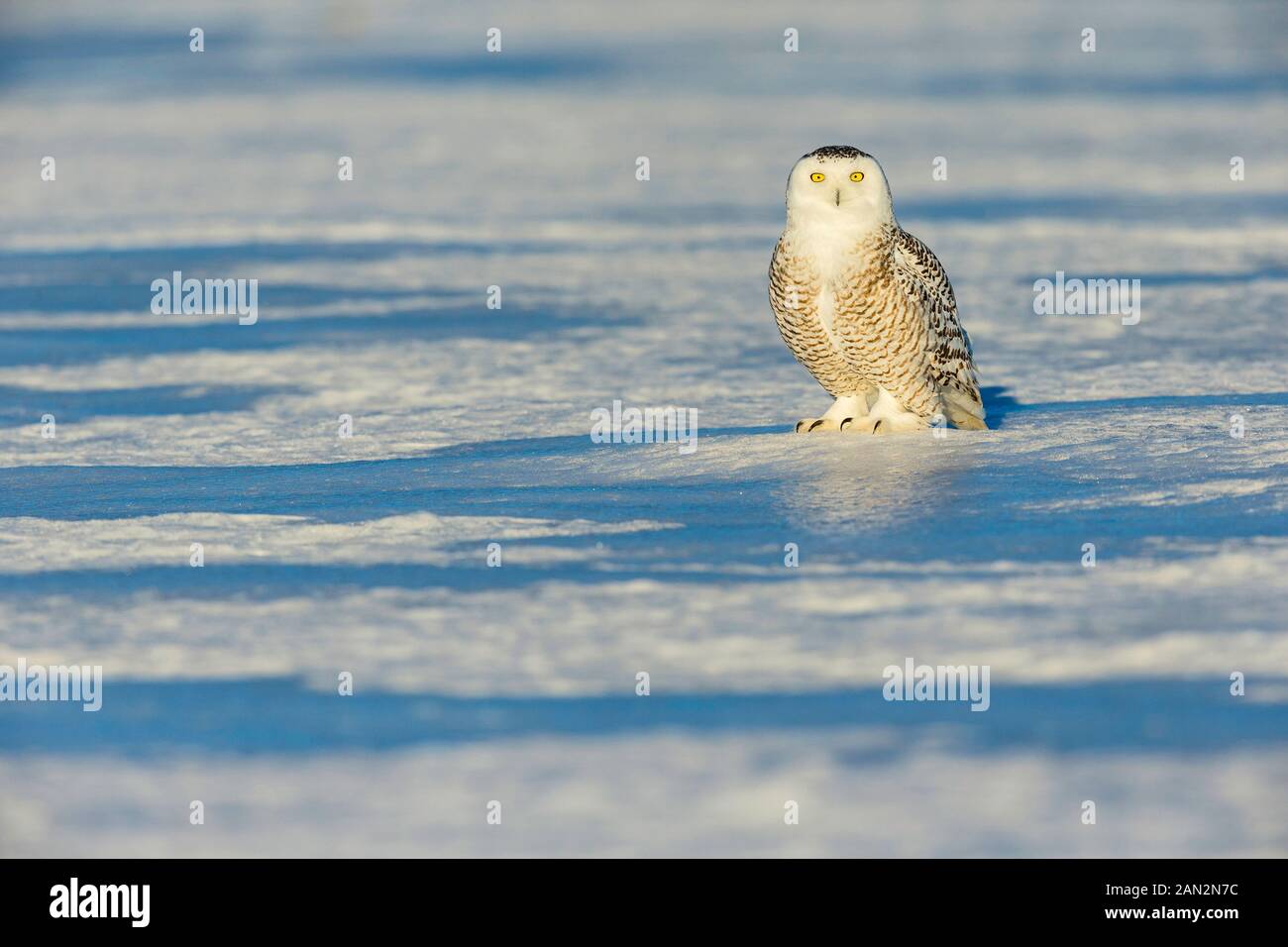 Snowy Owl (Bubo scandiacus), Canada Stock Photo