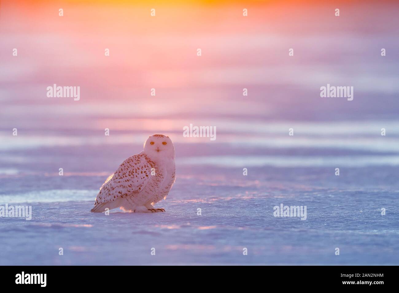 Snowy owl (Bubo scandiacus), Ontario, Canada Stock Photo