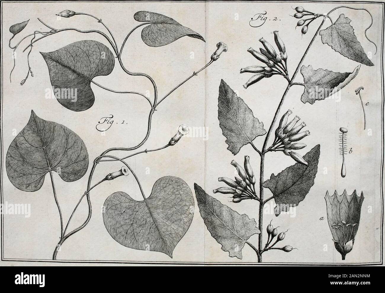 Natuurlyke historie : of, Uitvoerige beschryving der dieren, planten, en mineraalen . Convoïvulus Fol- Cordaris trilo!)is&c. Conv. cremleu?Hederaceo angulofo folio. C. B. Pin, Z9S, J. B. Hiji^ II. p*364. DiLL, Eltk, uts. f. 5i&gt; 9i. Deel,PLAAT XLII.. l.PLAAa Stock Photo