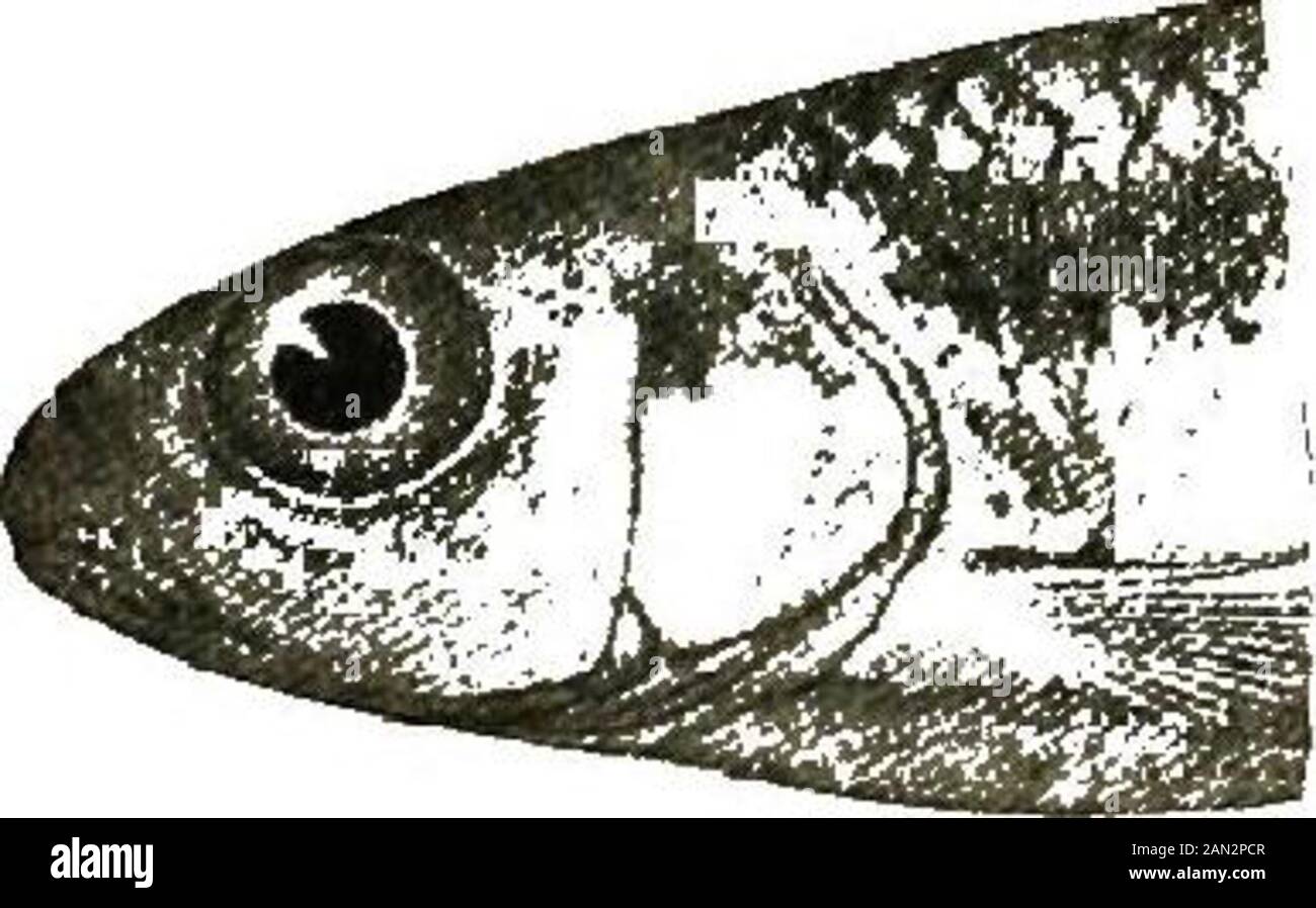..The fishes of Illinois . head; eye 2 . 9 to 3 .4,usually over 3.2 in full-grown specimens; nosebluntly conic, scarcely decurved, its length equalto diameter of eye in adults, 3 .3 to 3 .8 in head,usually about 3.5; mouth rather small, terminal,slightly or moderately oblique, the tip of the upper lip seeming to varyin position from quite on a level with the inferibr margin of the pupil toeven with the lower margin of the orbit; maxillary 3 .3 to 3. 7 in head,about reaching vertical from front of orbit; jaws about equal; isthmusless than pupil. Teeth 4-4, rather strongly hooked, with grinding Stock Photo