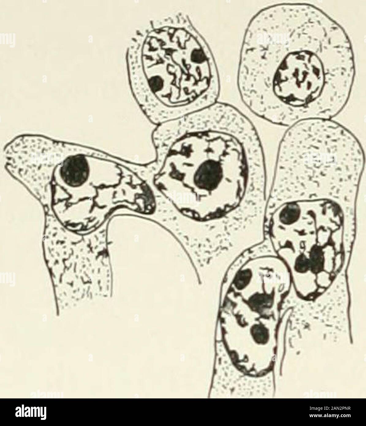 Fungi, Ascomycetes, Ustilaginales, Uredinales . eoma; sterile cell pushing up betweenepidermal cells of host, x 1.500; afterBlackman. Fig-9S- Phragmidium speciosum Fr.;fertile cells after conjugation; aecidio- spore mother-cell above ; after Christ-man. takes place and aecidiospore mother-cells arc cut off so that a single rowof aecidiospores is developed from each pair of gametes. Christman regardsthe fertile cells as isogametes between which conjugation takes place, andthe sterile cells merely as buffers, of which the function is to assist in therupture of the epidermis. His observations on Stock Photo