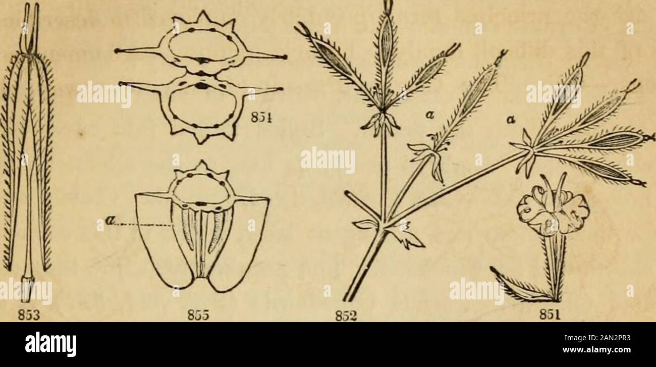 Introduction to structural and systematic botany, and vegetable physiology, : being a 5th and revedof the Botanical text-book, illustrated with over thirteen hundred woodcuts . end: sometimes it is small in quantity, so asmerely to flavor the saccharine roots, which are used for food; as inthe Carrot and Parsnip. But in many an alkaloid principle exists,pervading the foliage, stems, and roots, especially the latter, which ren- FIG. 845. Conium maculatum (Poison Hemlock), a portion of the spotted stem, with a leaf;and an umbel -with young fruit. 846. A flowering umbellet. 847. A flower, enlarge Stock Photo