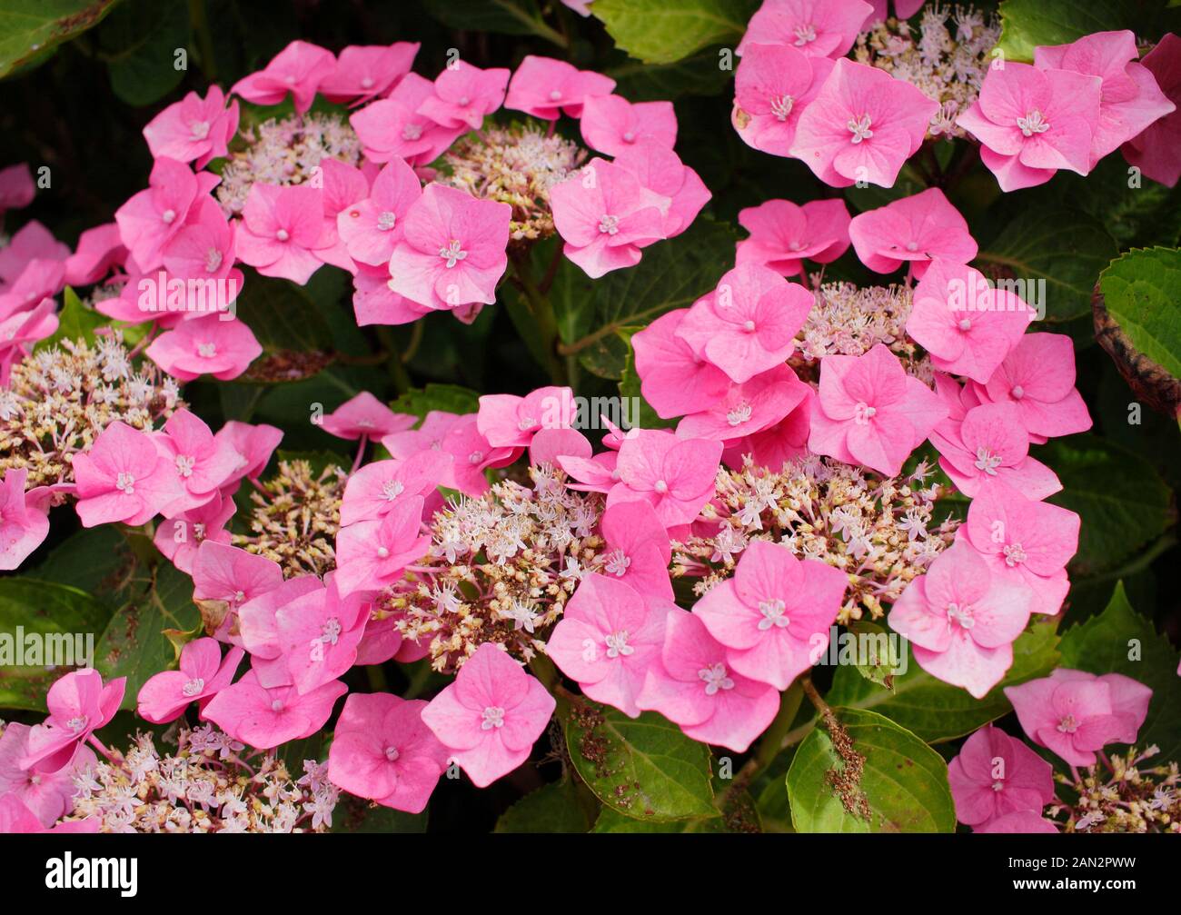 Hydrangea macrophylla 'Taube' - Teller series lacecap hydrangea. Stock Photo