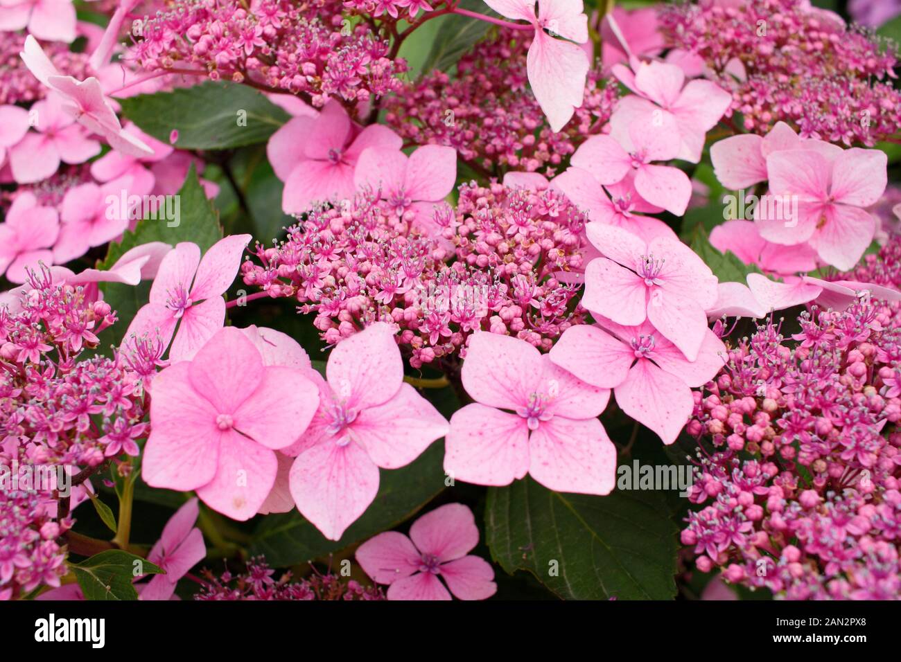 Hydrangea macrophylla 'Louis Savage' pink lacecap hydrangea Stock Photo