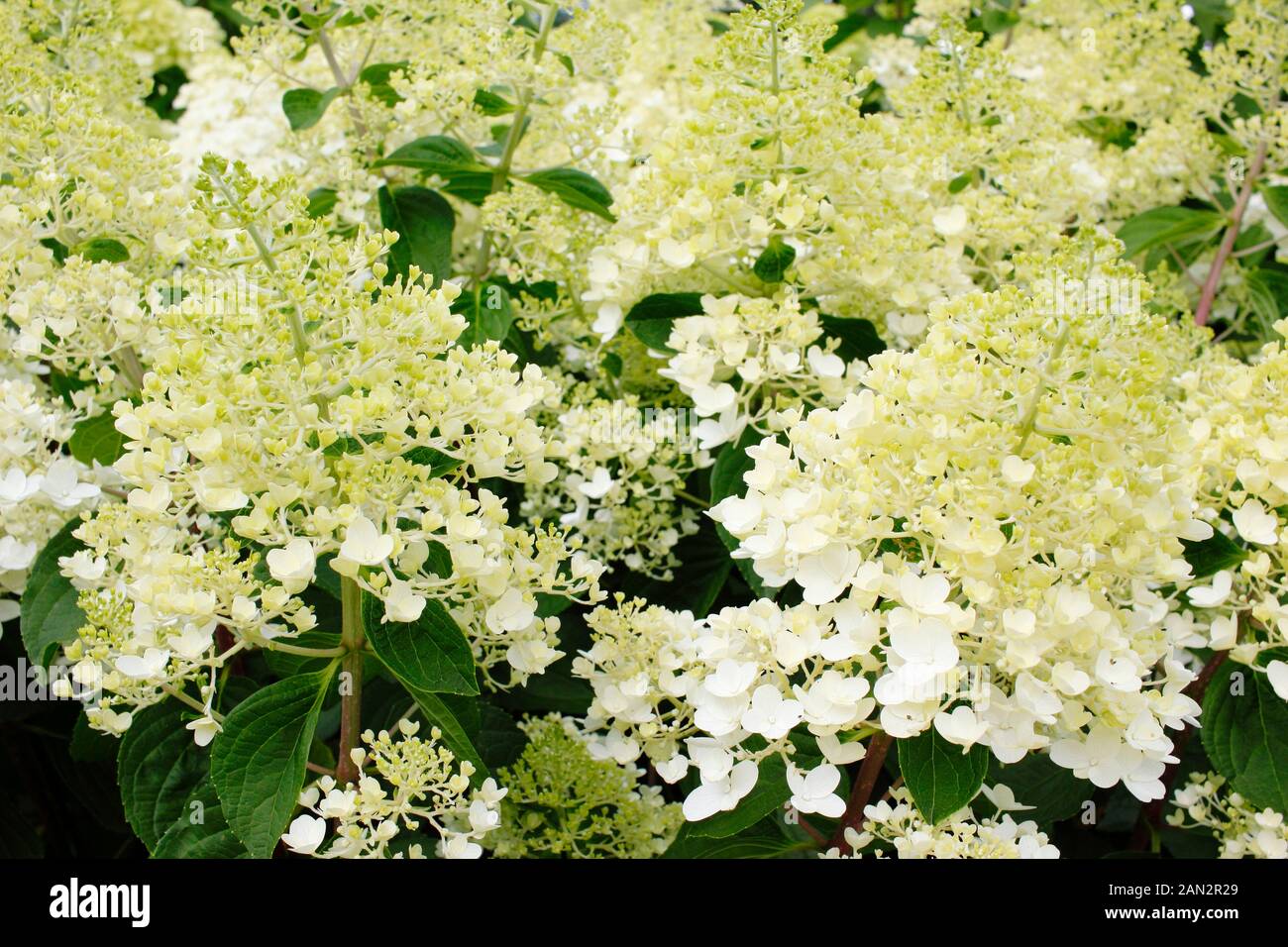 Three Dogs In A Garden The New Dwarf Hydrangeas