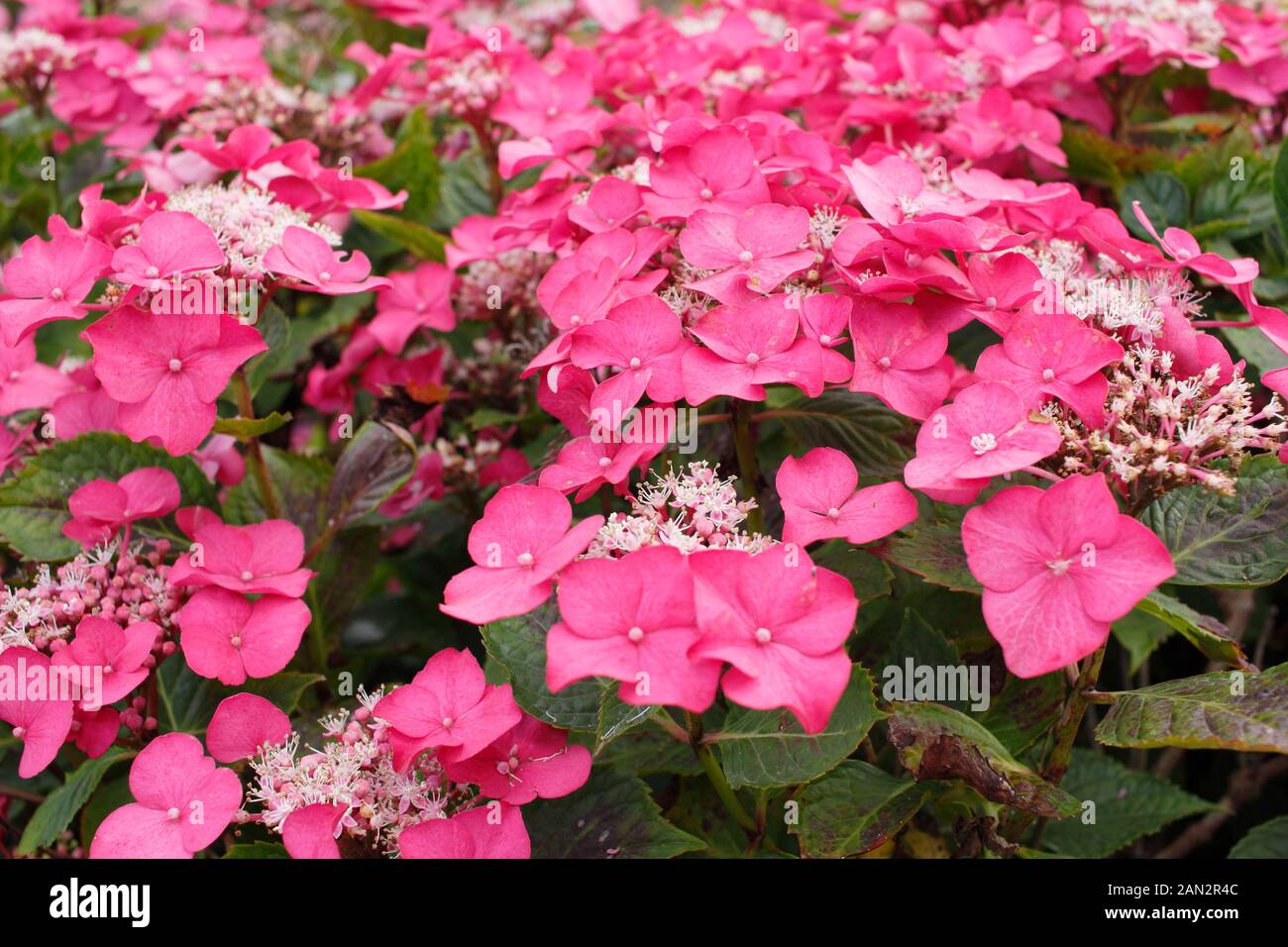 Hydrangea macrophylla 'macrosepala'. UK Stock Photo