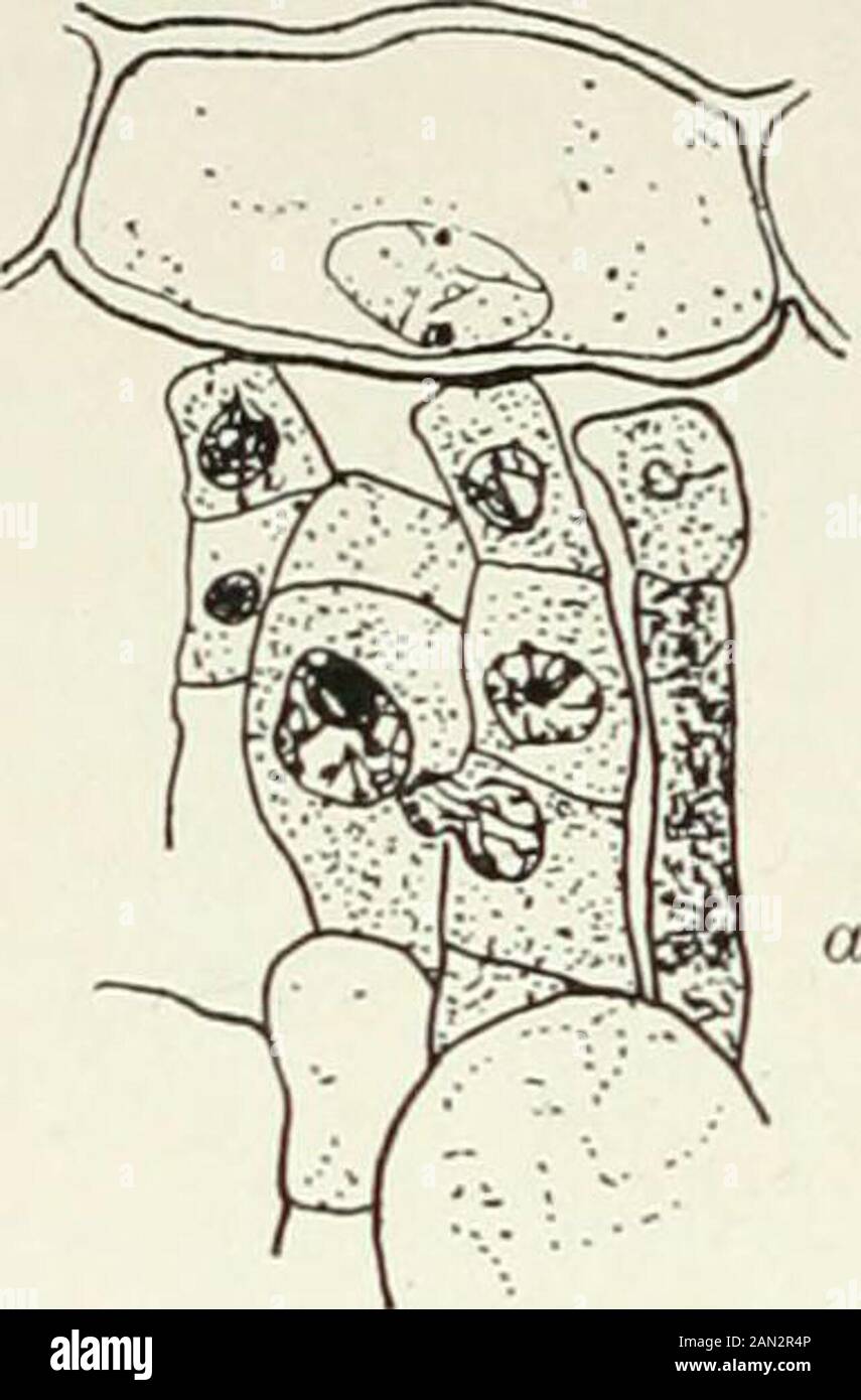 Fungi, Ascomycetes, Ustilaginales, Uredinales . 214 PROTOBASIDIOMYCETES [CH. fertile cells of Phragmidium violaceum was shown by Blackman and subse-quently by Welsford to be derived from one of the smaller cells at the baseof the fertile layer. It is thus a vegetative nucleus; it enters the fertile cellby migrating through the wall, becoming much drawn out and laterally com-pressed. It leaves a pore which maybe identified after its passage (fig. 192).. Stock Photo