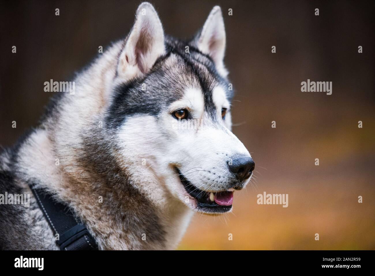 Husky dog close up muzzle portrait on nature Stock Photo Alamy