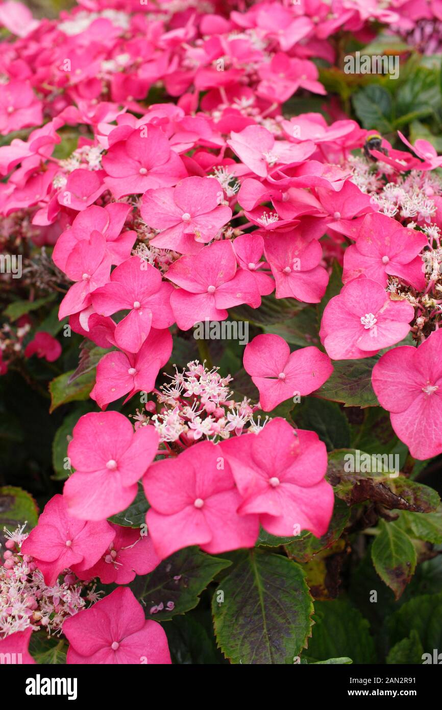 Hydrangea macrophylla 'macrosepala'. UK Stock Photo
