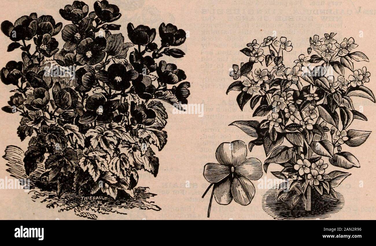 R & J Farquhar & Co's catalogue 1894 : reliable tested seeds plants bulbs fertilizers tools etc. . bell-shaped flowers with beautiful rich blue. Fer packet, 10 cents. — AQUILEGIA OLYMPICA, PI. PI. Magnificent double blue flowers with white centres. Fer packet, 10 cents. — ARNEBIA CORNUTA. Flowers rich yellow, marked with five black spots; height two feet, and profusely decorated the entire summer with hundreds of flowers. It is annual, and the seedshould be sown in March or early in April in heat; set out about the middle of May. Ferpacket, 20 cents. — ARISTOLOCHIA ELEGANS. Quite unlike other Stock Photo