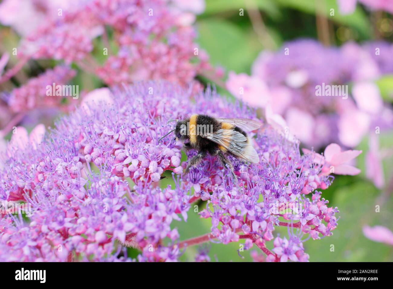 Bee on Hydrangea aspera 'Anthony Buillivant' flowers. UK garden Stock Photo