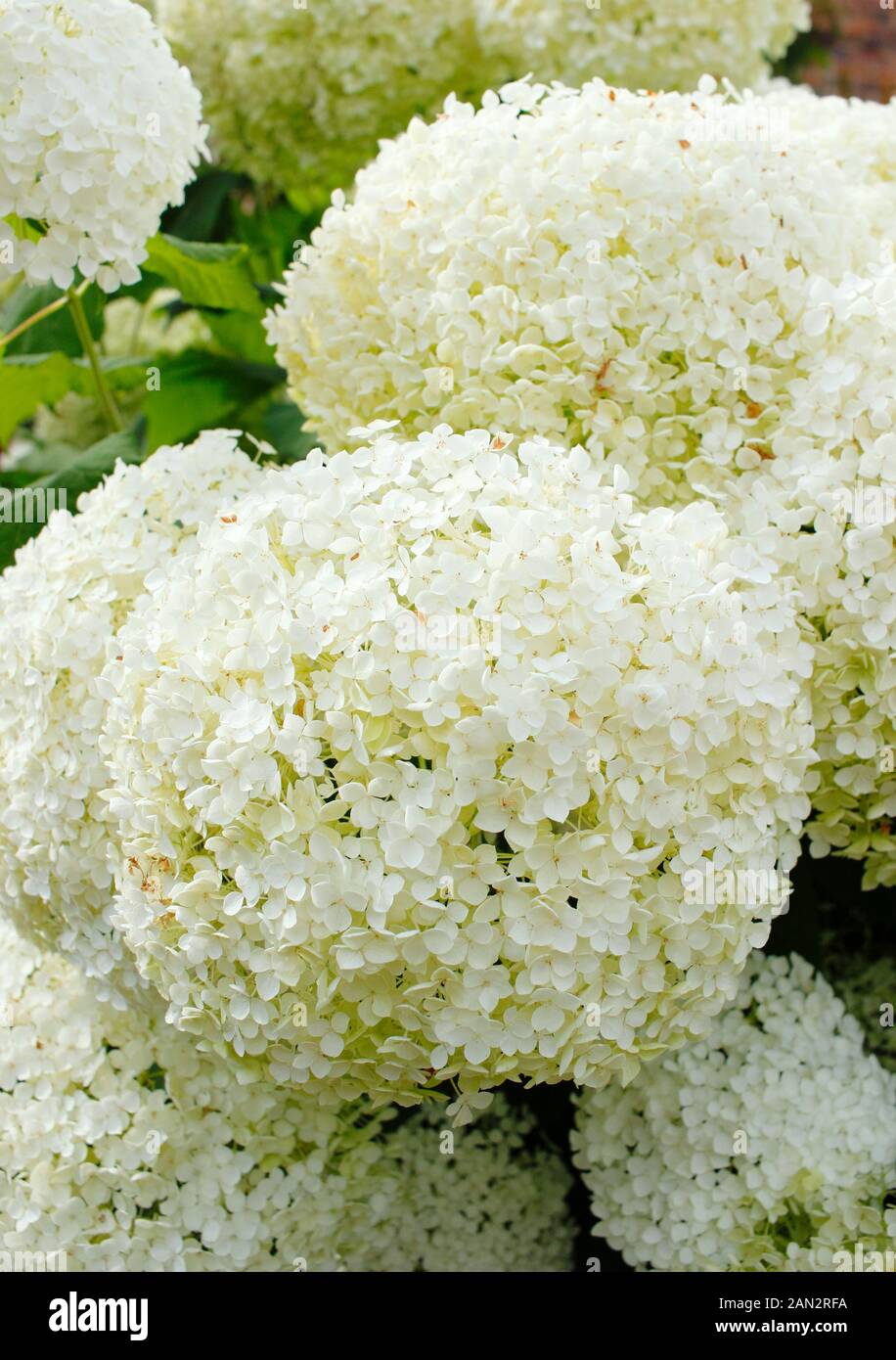 Hydrangea arborescens 'Annabelle' displaying distinctive large white  flower clusters. AGM Stock Photo