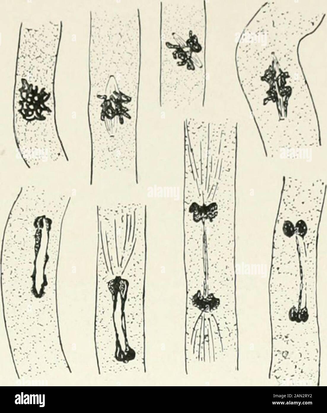 Fungi, Ascomycetes, Ustilaginales, Uredinales . ation. Thecytology of the aecidium wasfirst described in detail in 1904In Blackman, for Phragmidiumvio/aceum, a species occurring onthe bramble. The aecidium here is of the caeoma type, consisting of a groupof fertile cells of indefinite extent and usually bounded at the periphery bya number of thin-walled paraphyses. Its formation begins by the massing of hyphae below the epidermis of the leaf where they form a series of uninucleate cells two or three layers thick. The cells next the epidermis increase in size and each divides by a transverse wa Stock Photo