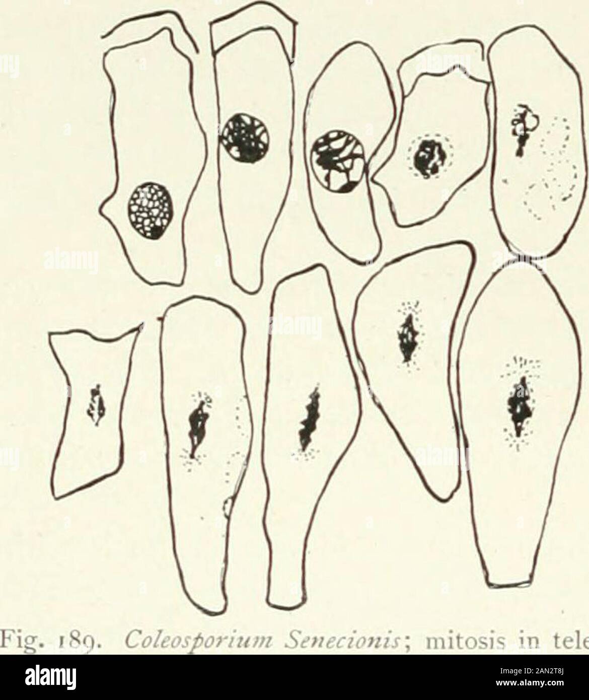 Fungi, Ascomycetes, Ustilaginales, Uredinales . succeededin recognizing several separatechromosomes; a similar stateof affairs has been recorded byChristman for Phragmidiumspeciosum so that it would ap-pear that the different speciesof rusts are at dissimilar levelsin this matter, though a furtherstudy of carefully fixed materialmight be undertaken with ad-vantage. In all cases, however, thedivisions of the fusion nucleusof the teleutospore are muchmore elaborate than those in thevegetative cells and show someof the characteristics of a meioticIn Coleosporium (fig. 189) the fusion nucleus at f Stock Photo
