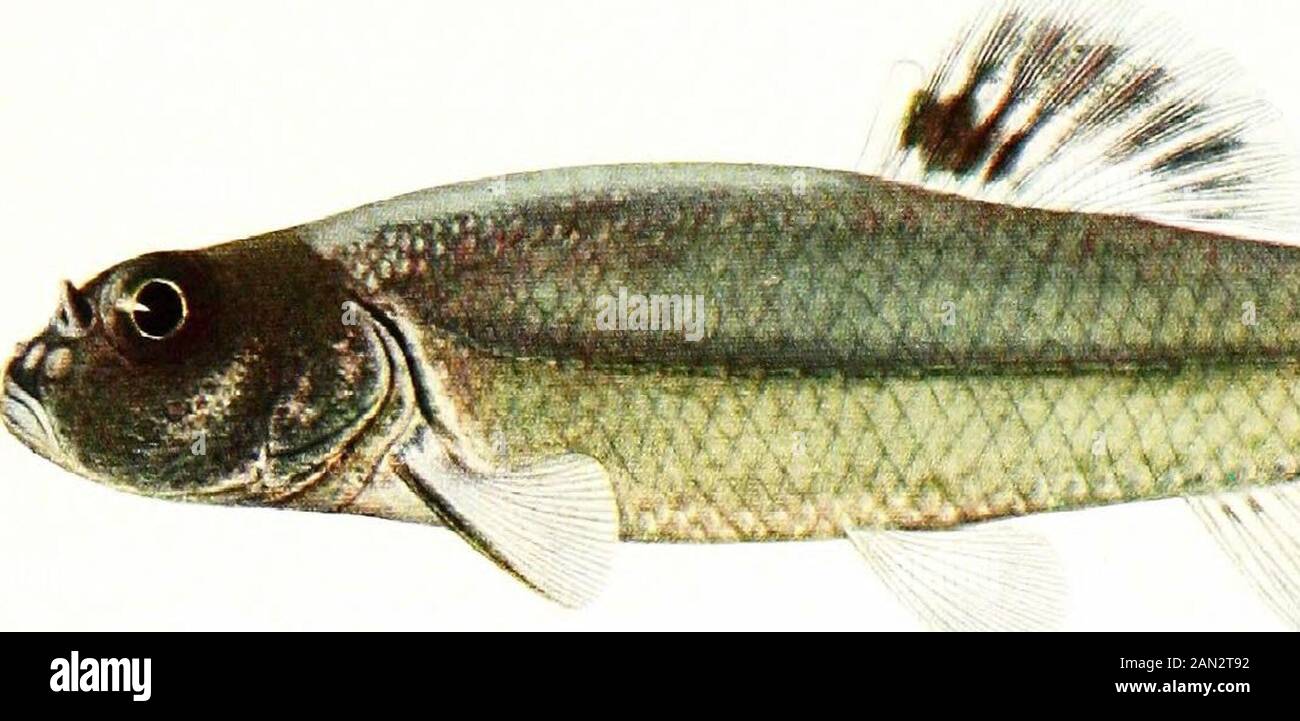 The fishes of Illinois . BLACK-HEAD MINNOW, Pimspkales firdfflelas  Rafinesque. ^^mm^^m^ 1 BULLHEAD MINNOW (Male), Clio la vigildx (Baird &  Girard Stock Photo - Alamy
