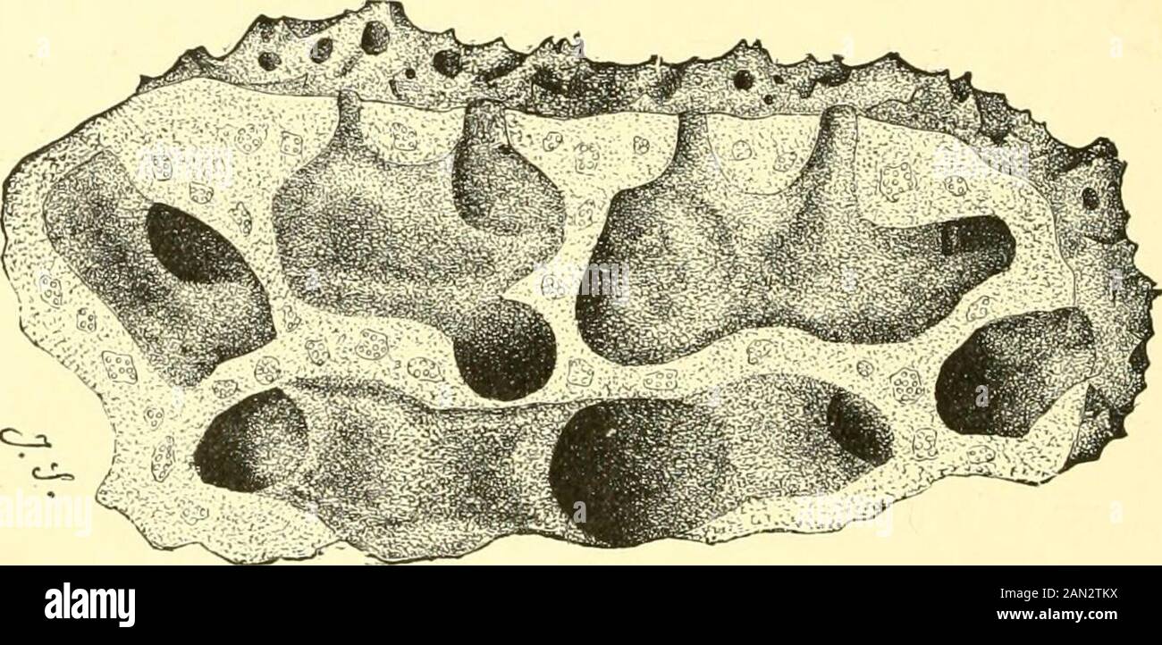 The royal natural history . f in-current pores; in the cavity of the cup are a fewlarge holes about three-eighths of an inch in width, distributed irregularly or witha tendency to a radiate arrangement. The large holes are the oscules or out-currentapertures. The second species is the zimocca, or hard-sponge, typically formingrounded discs, convex below and flat at the top. The pores are arranged on theouter side or margin, and a number of oscules cover the flat upper surface. Thetexture is denser and less resilient than that of the toilet-sponge, which it some-what closely resembles. The micr Stock Photo
