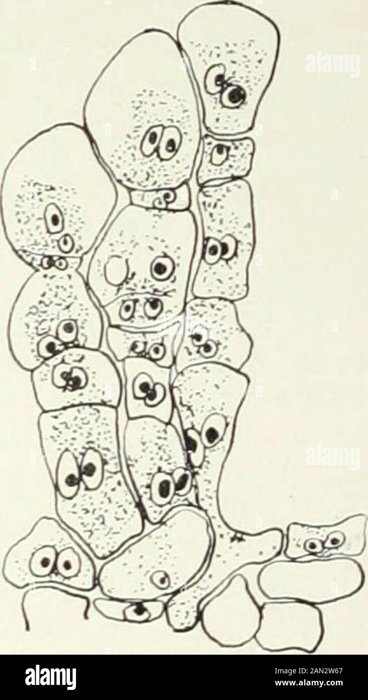 Fungi, Ascomycetes, Ustilaginales, Uredinales . Fig. 1S4. Puccinia Malvacearum Mont.; a. conjugation Fig. 18;. Endophyllum Sen,. of unequal cells at base of teleutosorus; b. teleutospore; Lev.; fertile cells and spores; after both after Werth and Ludwig. c. Puccinia Podophylli Hoffmann.S-; migrations at base of teleutosorus; after Christman. A sporophytic stage of exceptionally brief duration is also found in thespecies of Endophyllum and in the form on Rubus frondosus known asKunkelia nitens1. In both cases the characteristic spores are developed inbasipetal chains (fig. 185), and in both the Stock Photo