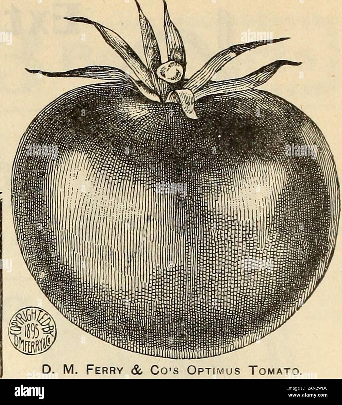 Seed Annual 1899 Positivelyno Variety Of Tomato Which Is More Uniformly Of Perfect Shape And Of Thefinest Quality Than The Optimus And Though The Fruits Are Not So Large Assome We