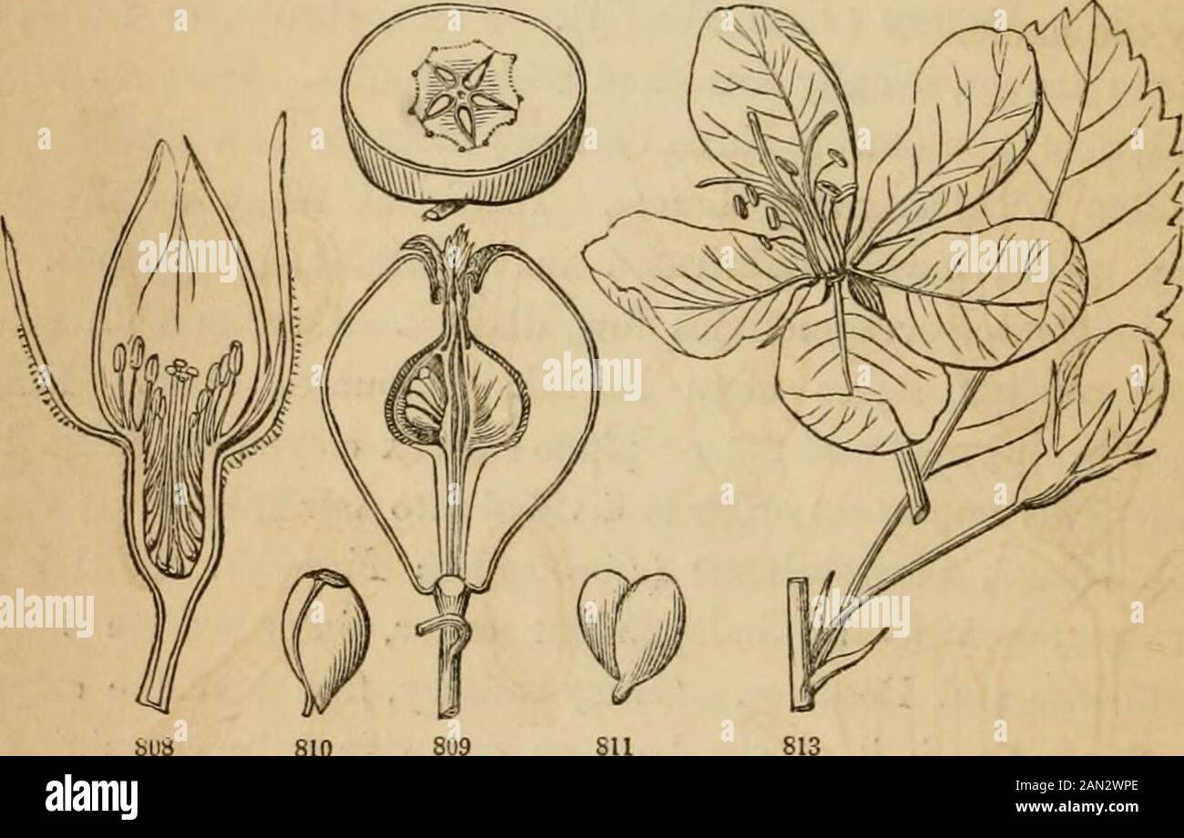 Introduction to structural and systematic botany, and vegetable physiology, : being a 5th and revedof the Botanical text-book, illustrated with over thirteen hundred woodcuts . l or lateral. Herbs or 416 ILLUSTRATIONS OF THE NATURAL ORDERS. shrubs. — The three tribes of this suborder are: — Tribe 1. Spireme.where the fruit is a follicle. Ex. Spiraea and Gillenia. Tribe 2.Dryade^e, where the fruits are achenia, or sometimes little drupes,and when numerous crowded on an enlarged torus (Fig. 558, 559,564, 565). Ex. Dryas, Agrimonia, Potentilla, Fragaria (Strawber-ry), Rubus (Raspberry and Blackbe Stock Photo
