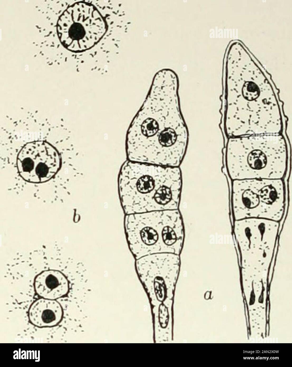 Fungi, Ascomycetes, Ustilaginales, Uredinales . Fij,. 181. Puccinia Podophylli S.;fertile cell of teleutosorus givingrisetoteleutospores; after Christ-man. Fig. 182. Pliraamidiitm violaceum Went.; a. teleuto-spores, x 1080; /&gt;. fusion of nuclei in teleutospore,x 1520; after Blackman. It may be hazarded that in the Uredinales the similarity of the physio-logical history of the nuclei before they become associated is responsiblefor a minimum of attraction between them, so that there is no sufficientlystrong impulse towards fusion till meiosis is about to take place ; being,however, in the sam Stock Photo