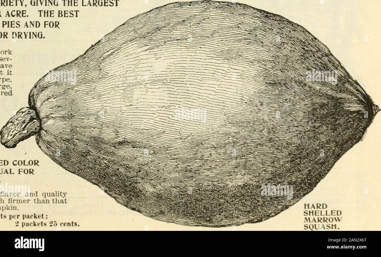 Seed annual, 1899 . ger in condition for use. The podsare like tliose of the Alpha and the jieas are exceedingly tender, sweet andgood flavored. It is imsurpassed in quality. Price locents per packet. OOI^DDN MUBBAI^D SQUASH See Colored Plate Page 49 EARLIER, HANDSO.MER, MORE PRODUCTIVE AND AS GOOD IN QUALITY AS THE OLD HUBBARD.THIS MUST BECOME A STANDARD SORT FOR HOME AND MARKET USE. Pkt. 10c: Oz. 15c: 2 Oz. 25c: »4 Lb. 40c: Lb. $1.25 JV IX^L^VU^ ^^ HARD SHDUUBD MAl^ROW A NEW VARIETY, GIVING THE LARGESTYIELD PER ACRE. THE BESTSORT FOR PIES AND FORCANNING OR DRYING. We have been at workon this Stock Photo