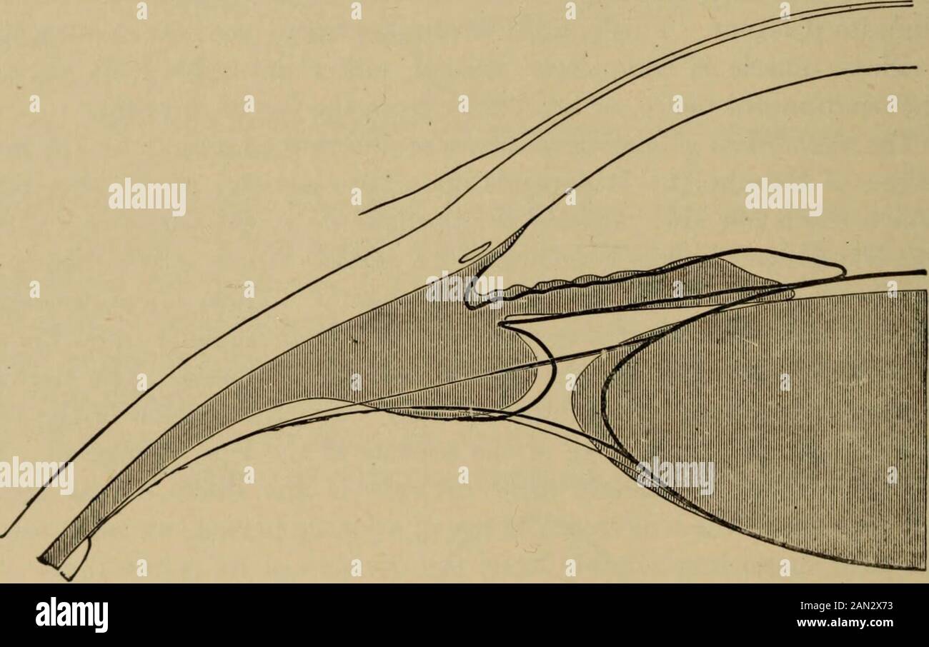 Text-book of ophthalmology . horioid.By the contraction of these fibers the flat portion of the ciliary body andthe most anterior portion of the chorioid are drawn forward, and thus the 852 TEXT-BOOK OF OPHTHALMOLOGY relaxation of the fibers of the zonula which lie upon the surface of thesestructures is facilitated; but the main part of the work of accommodationalways falls upon the annular fibers of the ciliary muscle, for which reasonwe find these fibers particularly well developed in eyes which have toaccommodate a good deal—e. g., those of hypermetropes (see Fig. 384). By the relaxation of Stock Photo