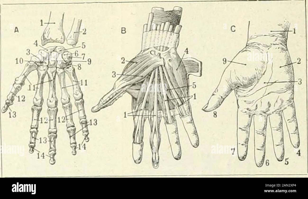 Larousse Universel En 2 Volumes Nouveau Dictionnaire Encyclopedique Publie Sous La Direction De Claude Auge Mai 130 Mais A 1 Cubitus I Radius 3 Trapeze Scaphoide 5