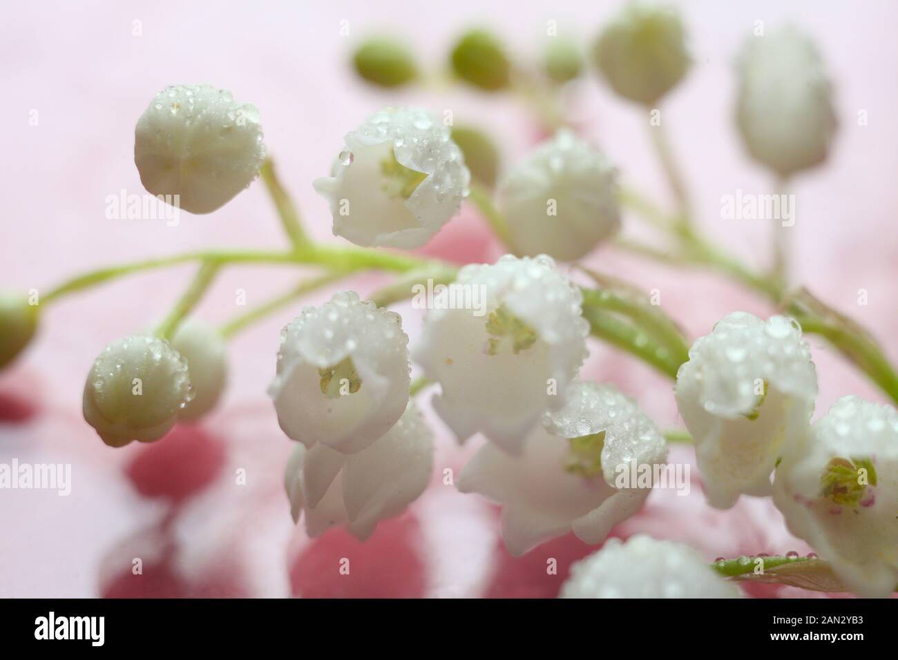 lilies of the valley on a pink background with water drops. Macro-flora ...