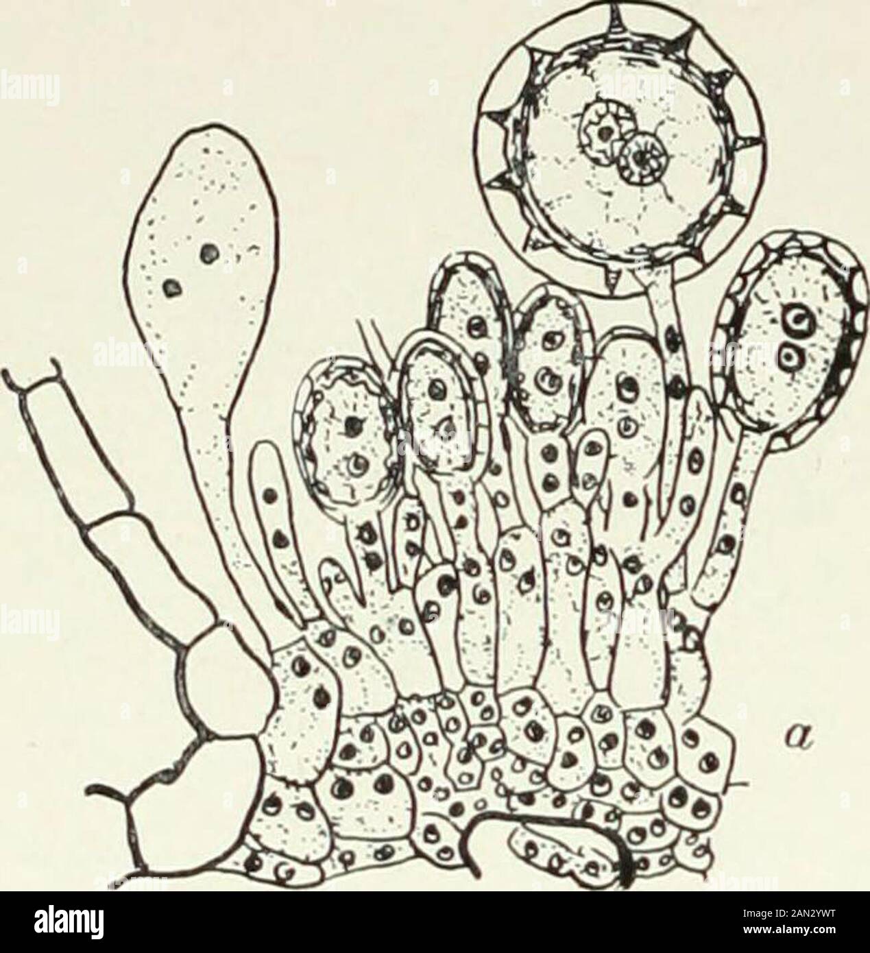Fungi, Ascomycetes, Ustilaginales, Uredinales . Fig- 77- PucciniaFalcariae; branchedfertile cell of aecidium or primaryuredosorus, x 1200: after Dittschlag. Fig. 1 ;*. Phragmidium Potcntillae-CanadensisDiet.; a. conjugation; /. branched fertilecell; after Christman. 204 PROTOBASIDIOMYCETES [CH. But the fact that these sori are developed on the same mycelium as thespermogonia, the fact that in their fertile cells nuclear association takesplace and the fact that in the formation of the fertile cell a sterile cell is cutoff, all suggest that the true homology is with the aecidium. The mycelium fo Stock Photo