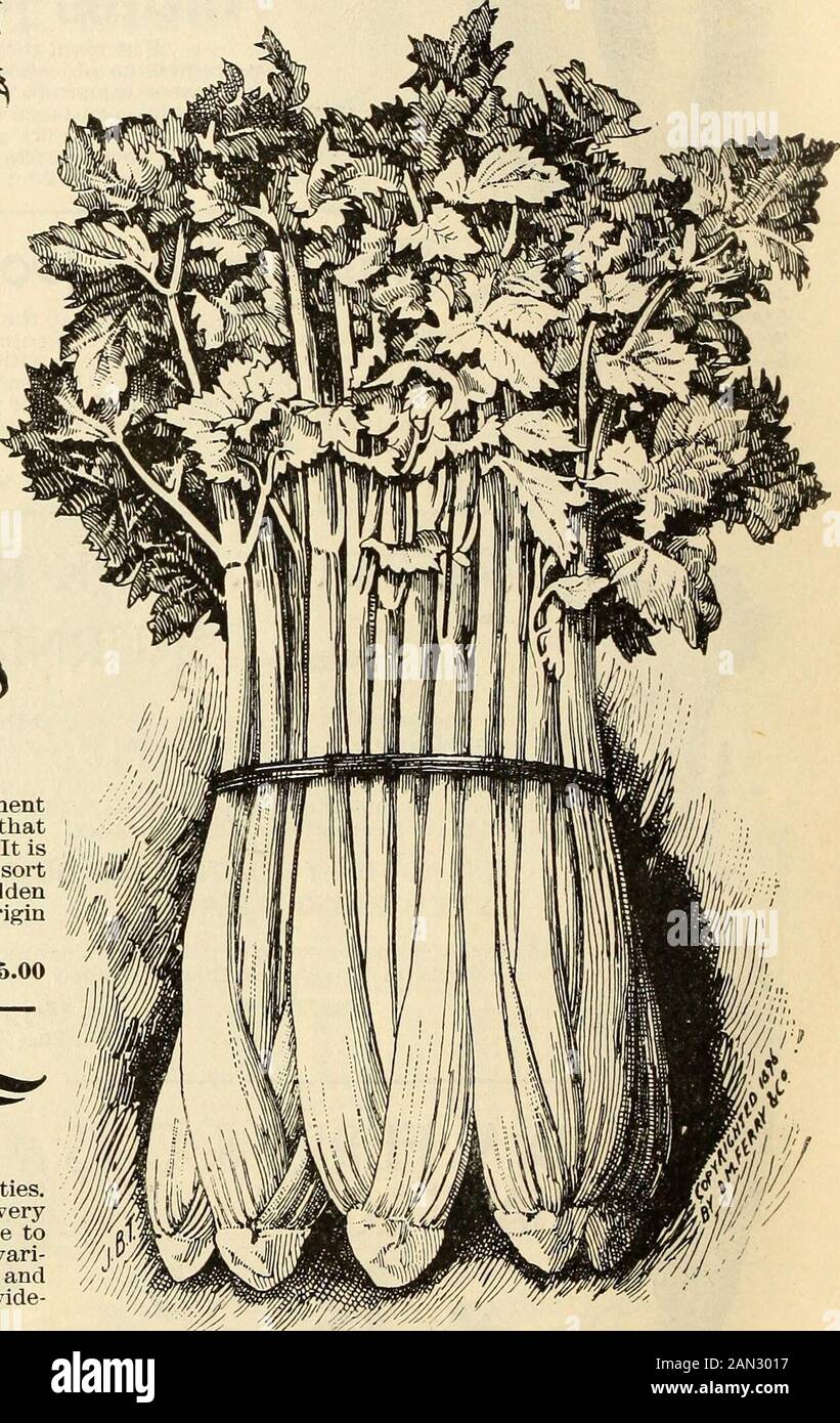 Seed annual, 1899 . Lb. $3.60 Rose Ribbed Paris Celery. Kose Ribbed Parish See Colored Plate Page 33. This magnificent self blanching celery is a developmentfrom the Golden Yellow Large Solid, but different from thatvariety in having delicate lines of red along each rib. It isalso a little higher flavored. It is the most beautiful sort MmM liin cultivation, and those who are familiar with the Golden M,, imSelf Blanching will need no other assurance than its origin to recommend the quality of this new sort. Pkt. 10c; Oz. 50c; 2 Oz. 85c;  Lb. $1.50; Lb. $6.00 Evans* ^riumph^fe^ As grown by us t Stock Photo