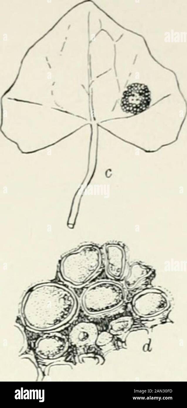 Fungi, Ascomycetes, Ustilaginales, Uredinales . r ig. 176. Puccinia Graminis Pers.; a. infected leaf of Bcrberis vulgaris,nat. size: /&gt;. group of aecidia, x 5. Uromyccs Poat Kabenh.; c.infected leaf of Ranun ultis ficaria, nat. size; d. group of aecidia,x 20; E. J. Welsford del. mother-cell (fig. 178). The spore mother-cell divides in the usual way,separating the aecidiospore above from its sister-cell below, but the latterhere forms an elongated stalk instead of an intercalary cell. Each outgrowthof the basal cell thus produces only a single spore, the mode of formationof which is exactly Stock Photo