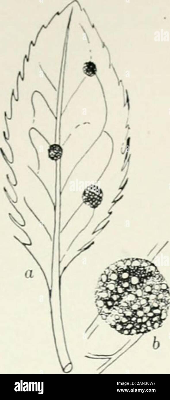 Fungi, Ascomycetes, Ustilaginales, Uredinales . lf ruptured and exposes the ripe spores. It becomes torn andrecurved so that the characteristic cluster-cup is produced (fig. 176). Thepseudoperidium is sometimes much elongated and cylindrical or inflated,producing the forms known as roestelia (Gymnosporangium), and peri-dermium (Coleosporium, Cronartium and allied genera), so-called from theirold generic names, or it may be represented only by a few paraphyses oraltogether absent (Phragmidium, Melampsord). The latter forms, to whichthe term caeoma is applied, are probably primitive. In the majo Stock Photo