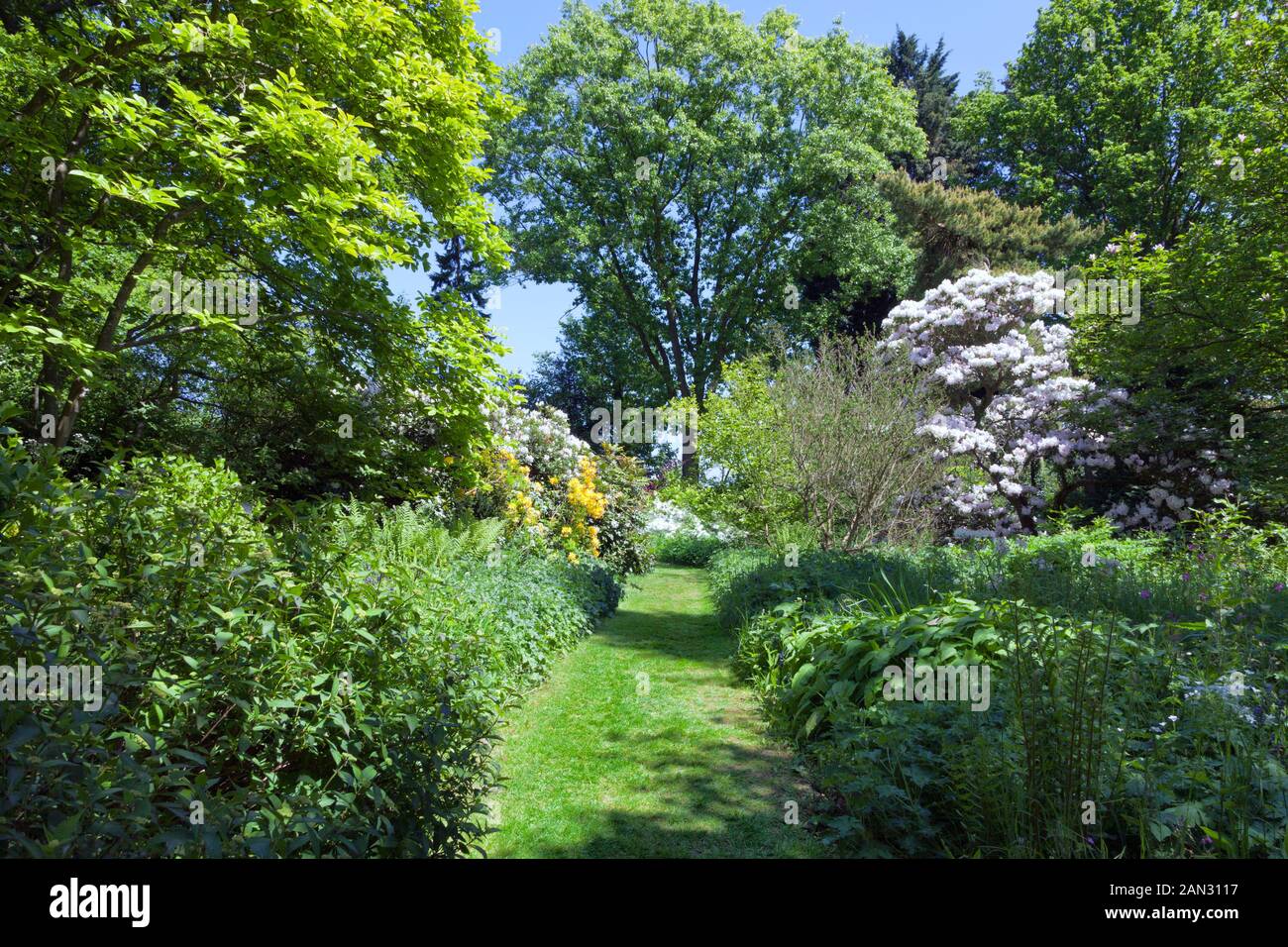 Grassy path between evergreen plants, mature trees, flowering rhododendrons in an informal garden with lush vegetation, in an English countryside . Stock Photo
