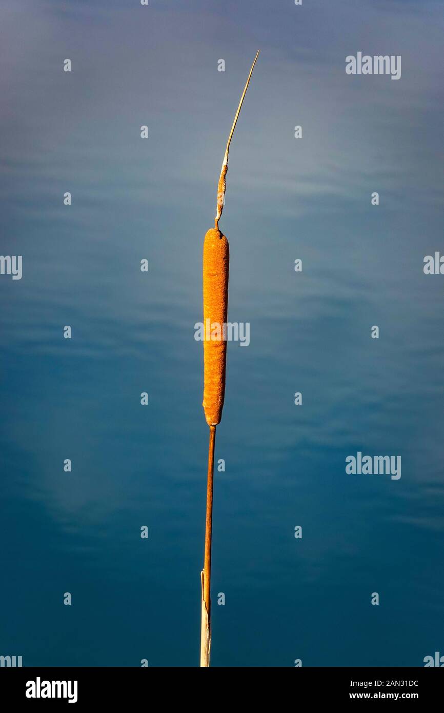 Single bulrush spike against calm blue water. Stock Photo