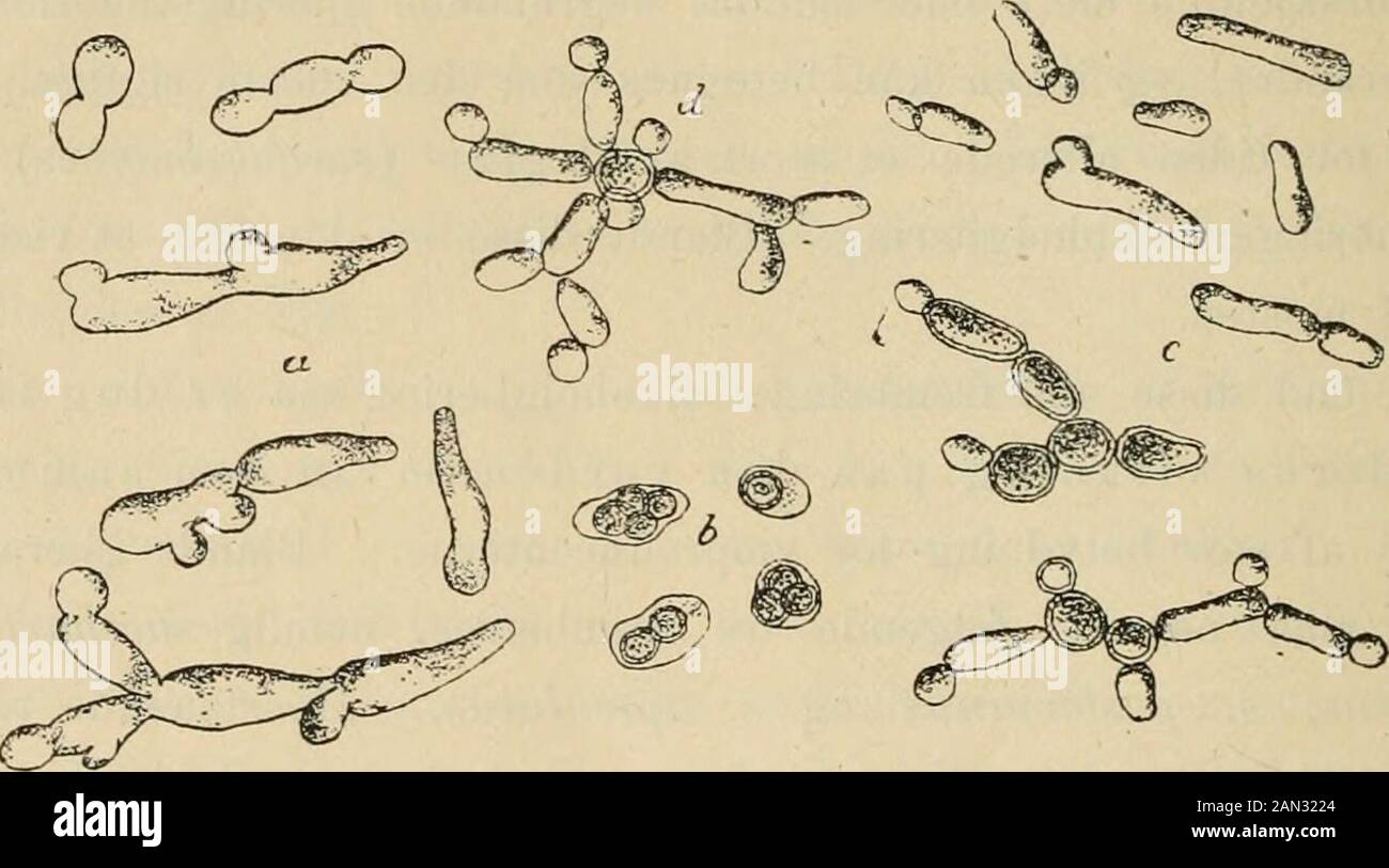 Naturen; illustreret maanedsskrift for populaer naturvidenskab . Fig. 42. Fig. 40. Saccharomyces eUipsoideus. ^^Ii- a) Knopskydende celler, b) Enkle celler, c) Celler med askosporer. d) Spirende sporer. „ 41. Saccharomyces apiculatus. ^™/i- ^) Modercelle med datterceller. b) Traadformige sporedannelser. „ 42. Saccharomyces pastorianns. ^^i. a) Spirende celler, b) Askospore- dannelse. c) Gjær, udviklet i ugunstig sammensat næringsvædske. d) Samme under spiring. knuser først druerne i kjælderen, og tilsætter saa den rendyrkede gjær,idet man samtidig sørger for, at denne befinder sig i fuld gjær Stock Photo