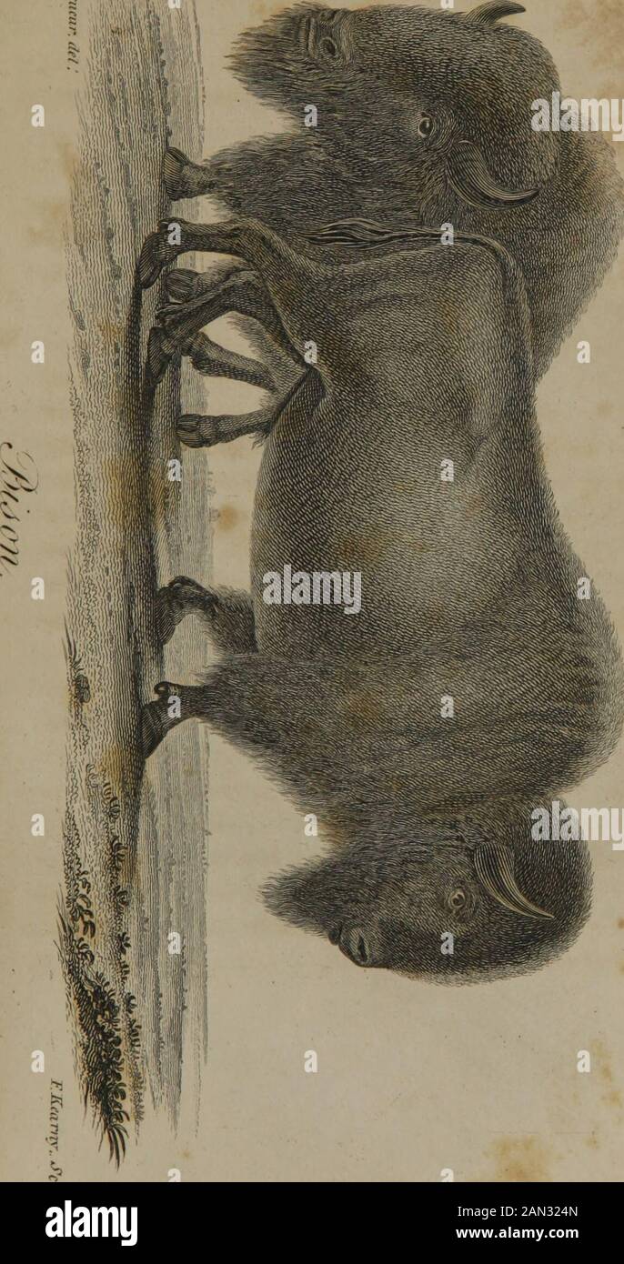 American natural historyPart I, Mastology (Volume 3) . only called Buffaloe.~] From other species of the ox kind, the Bison iswell distinguished by the following peculiarities.A long shaggy hair clothes the fore part of the body,forming a well marked beard beneath the lower jaw,and descending behind the knee in a tuft. This hairrises on the top of the head in a dense mass, nearlyas high as the extremities of the horns. Over theforehead it is closely curled, and matted so thicklyas to deaden the force of a rifle ball, which eitherrebounds, or lodges in the hair, merely causing theanimal to shak Stock Photo