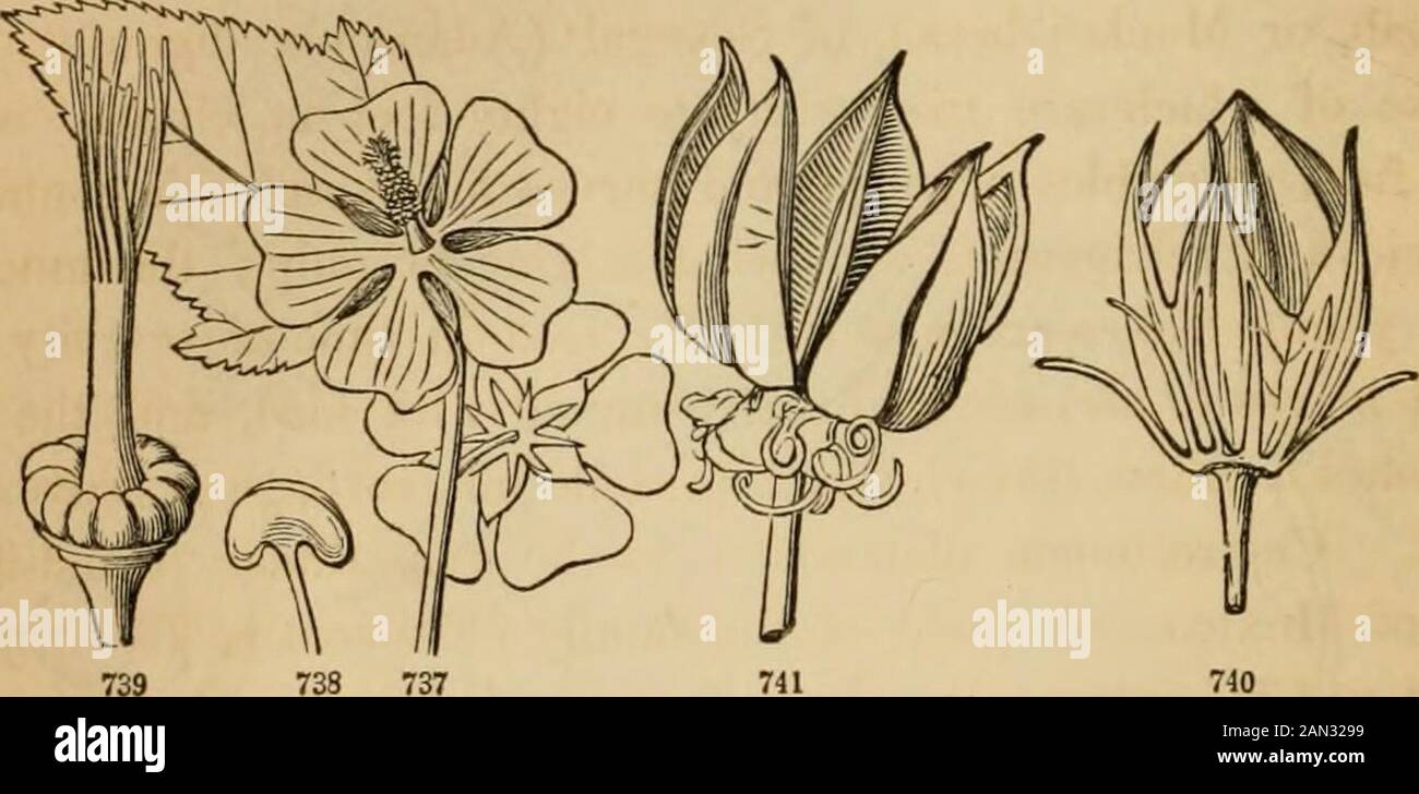 Introduction to structural and systematic botany, and vegetable physiology, : being a 5th and revedof the Botanical text-book, illustrated with over thirteen hundred woodcuts . double calyx. Calyxmostly of five sepals, more or less united at the base, valvate in FIG. 728. Flower of the Purslane; the calyx cut away at the point where it adheres to theovary, and laid open. 729. A capsule (pyxis) of the same, transversely dehiscent. 730. Clay-tonia Yirginica (Spring-Beauty). 731. Diagram of the flower. 732. Young fruit and the per-sistent two-leaved calyx. 733. Section of the dehiscing capsule. 7 Stock Photo