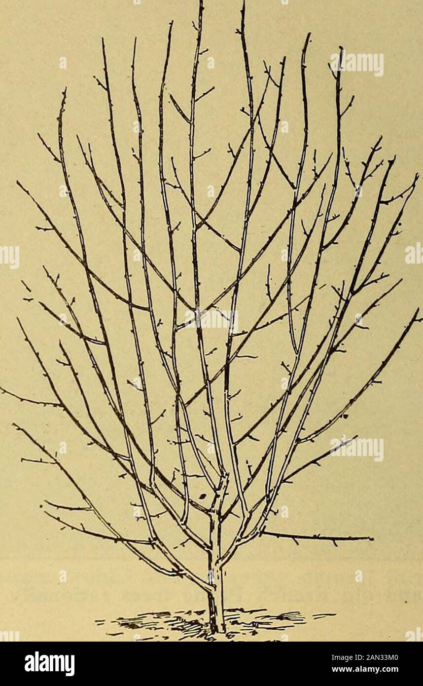 The California fruits and how to grow them; . Pruning after first summersgrowth in orchard. Growth during second summerin orchard. Grafting the Plum.—The plum has been grafted and regraftedin the constant effort to secure varieties promising superiority invarious directions. Within the scope of their affinities plums grafteasily by common top-grafting methods, and if the roots are strongthe new growth is so rapid as to need special attention. Mr.Luther Bowers gives these hints about pruning such growths:From practical experience I have found out that the Sugar prunewood should only be summer p Stock Photo