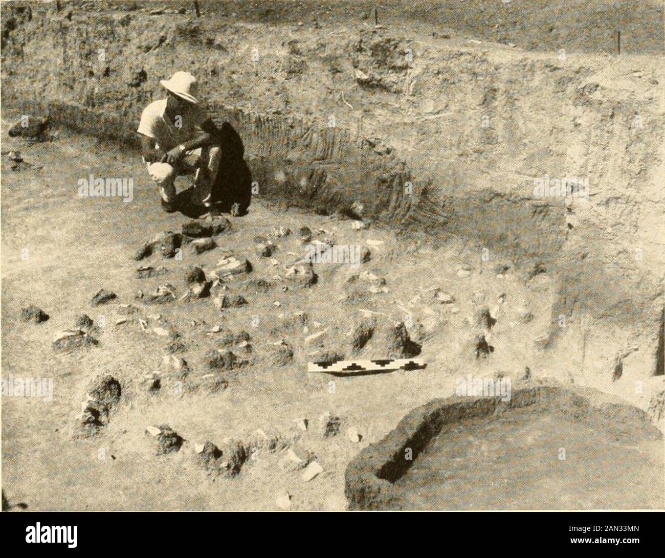 Explorations and field-work of the Smithsonian Institution in .. . Fig. 60.- ( i(.-ikt;i1 xu-w .uTmss i.ca atii Ills m-ar nld tirmlics at T.incKiinHieT Situ.. Fig. 67.—Cut bones and stone objects before removal. 74 SMITHSONIAN INSTITUTION surface. Many of the bones are charred, and several projectile pointsrecovered from the debris exhibit the effects of fire, suggesting thatthey were in the meat when it was roasted. The excavations here alsorevealed the fact that the barbecue was held on the bank of a smallstream which had flowed along the bottom of the old valley. Therewere no indications Stock Photo