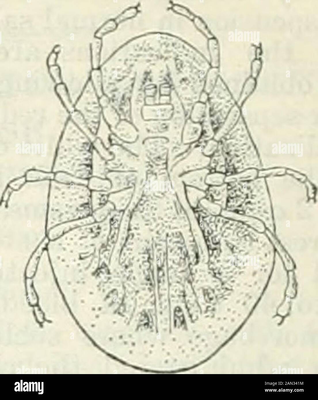 British medical journal . Fig. Z.—Aroas reflexus, female. On tho loft the dorsal view ofa siiecimeu laying eggs; on the right a ventral view of the same. on it for about an hour. This second stage, known as thonymph stage, moults twice, and the female in eachstage becomes much distended with blood—gorged, asthe saying is. With each moult it becomes larger, butotherwise does not alter much in appearance. The adultfemale also, like the nymph, visits the host from time totime, and between these visits deposits eggs in greatquantities in sheltered crevices, somo 50 to 100 beingdeposited at once. A Stock Photo