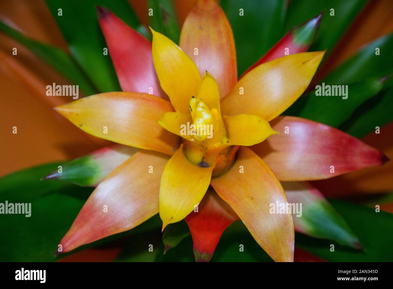 Yellow and orange exotic bromelia flower blossoming, vivid colors and green foliage, tropical pineapple bloom Stock Photo