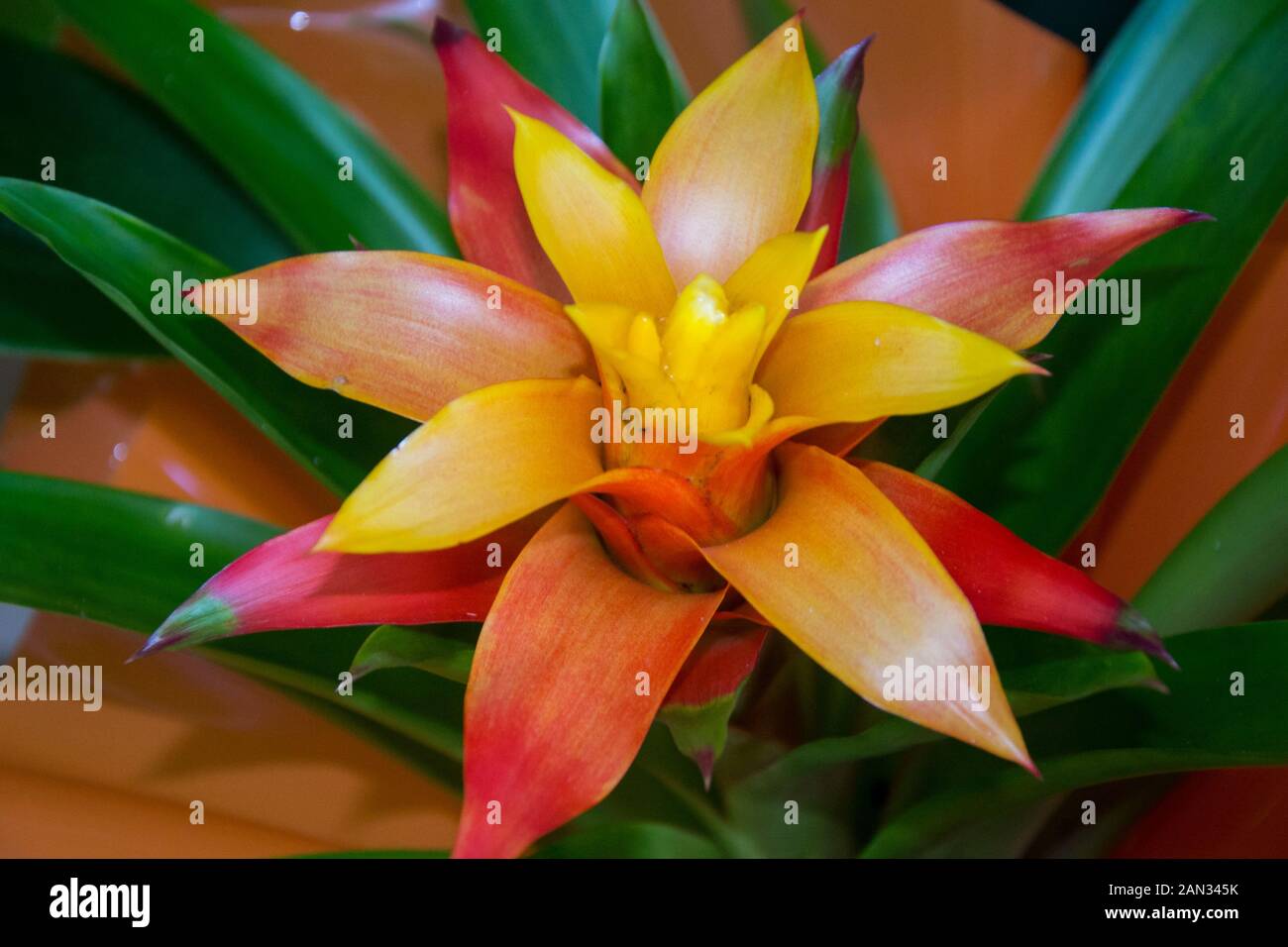 Yellow and orange exotic bromelia flower blossoming, vivid colors and green  foliage, tropical pineapple bloom Stock Photo - Alamy